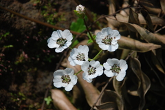 Heracleum concanense